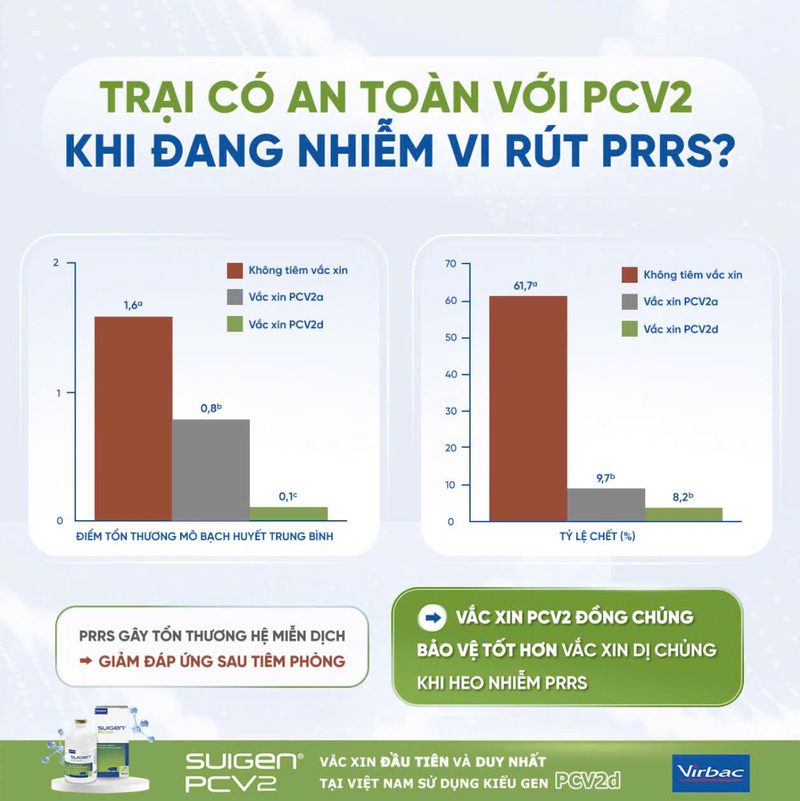 KHẢ NĂNG GÂY BỆNH CAO HƠN CỦA KIỂU GEN PCV2d TRONG BỐI CẢNH TRẠI HEO NHIỄM VIRUS TAI XANH (PRRS)